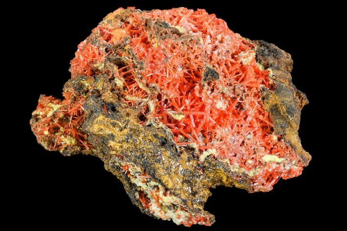 Bright Orange Crocoite Crystal Cluster - Tasmania #106806